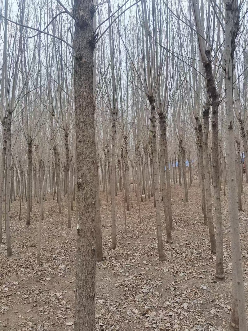 基地直发品种纯正白蜡苗白蜡树长期有货包技术服务