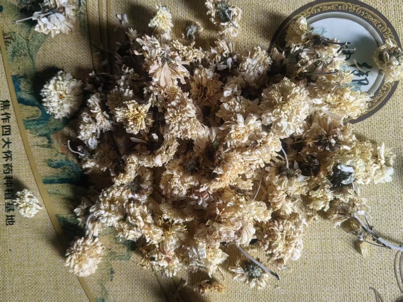 怀菊花一手货源保质保量供货批发零售