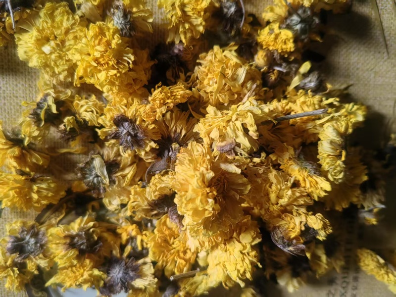 怀菊花一手货源保质保量供货批发零售