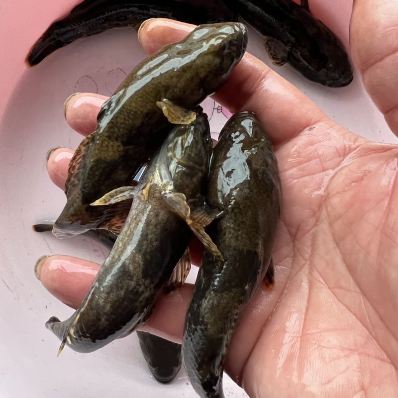 虎头鲨苗沙塘鳢苗基地直销保质保量包技术易养殖好成活