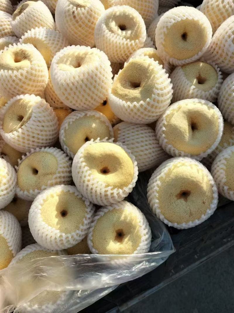 精品酥梨大量供应零售批发均可以欢迎下单品尝量大价优