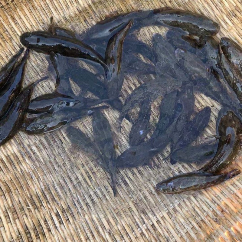 虎头鲨苗沙塘鳢苗基地直销保质保量包技术易养殖好成活