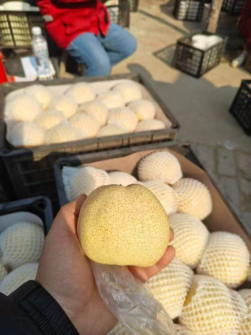 精品酥梨大量供应零售批发均可以欢迎下单品尝量大价优