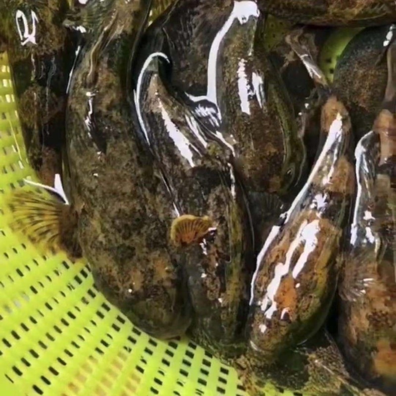 虎头鲨苗沙塘鳢苗基地直销保质保量包技术易养殖好成活