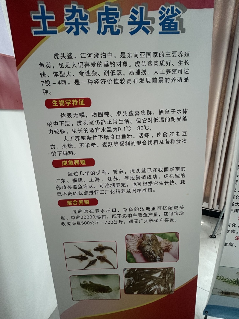 虎头鲨苗沙塘鳢苗基地直销保质保量包技术易养殖好成活