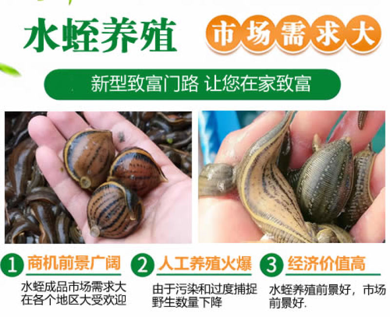 宽体金线蛭水蛭苗开口苗满月苗提供养殖技术欢迎咨询采购