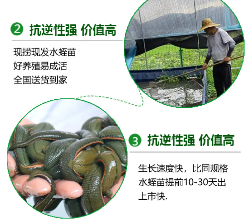 宽体金线蛭水蛭苗开口苗满月苗提供养殖技术欢迎咨询采购