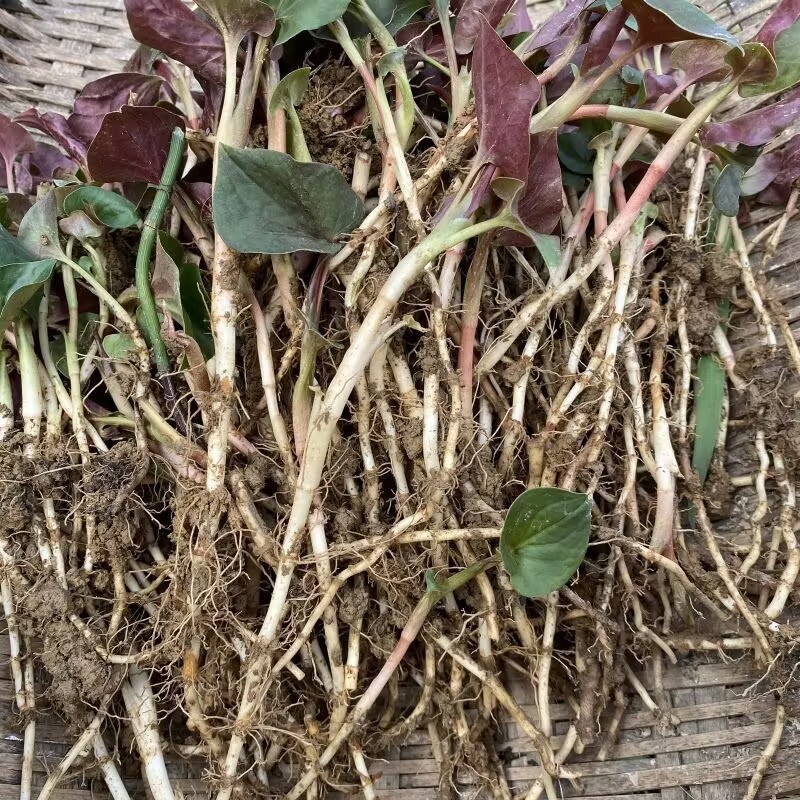 鱼腥草种根苗折耳根种苗节节根基地种植苗现挖现发