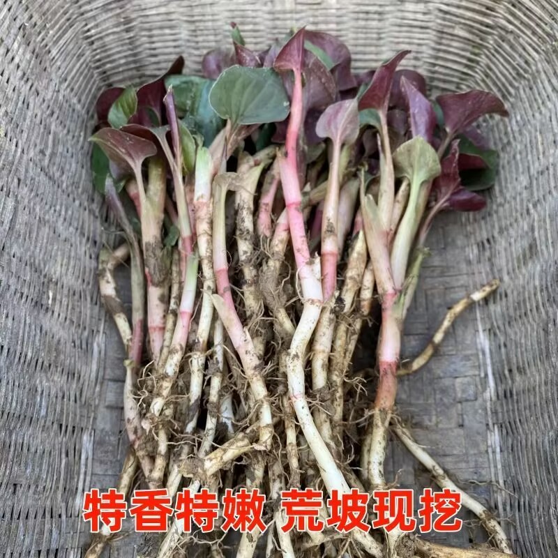 鱼腥草种根苗折耳根种苗节节根基地种植苗现挖现发