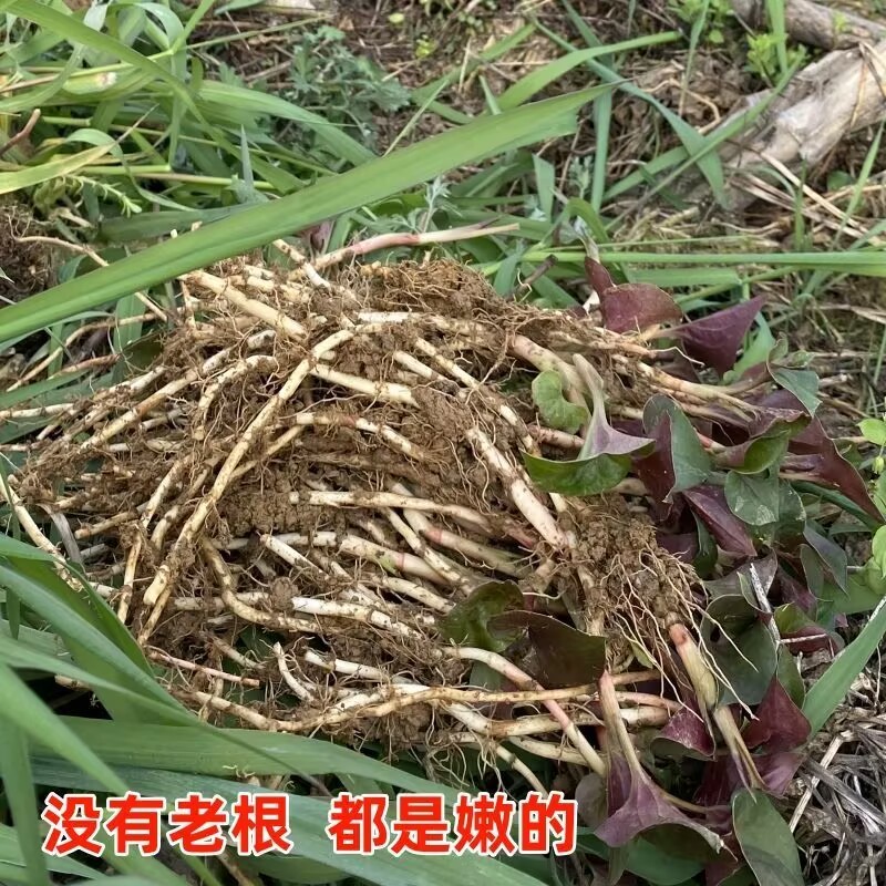 鱼腥草种根苗折耳根种苗节节根基地种植苗现挖现发