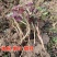鱼腥草种根苗折耳根种苗节节根基地种植苗现挖现发