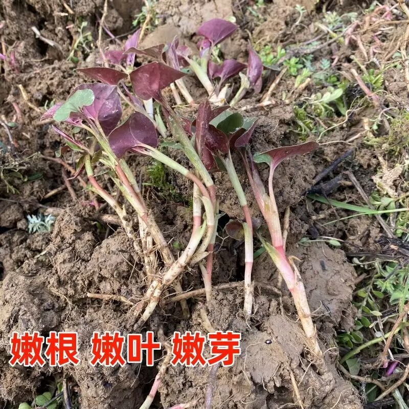 鱼腥草种根苗折耳根种苗节节根基地种植苗现挖现发