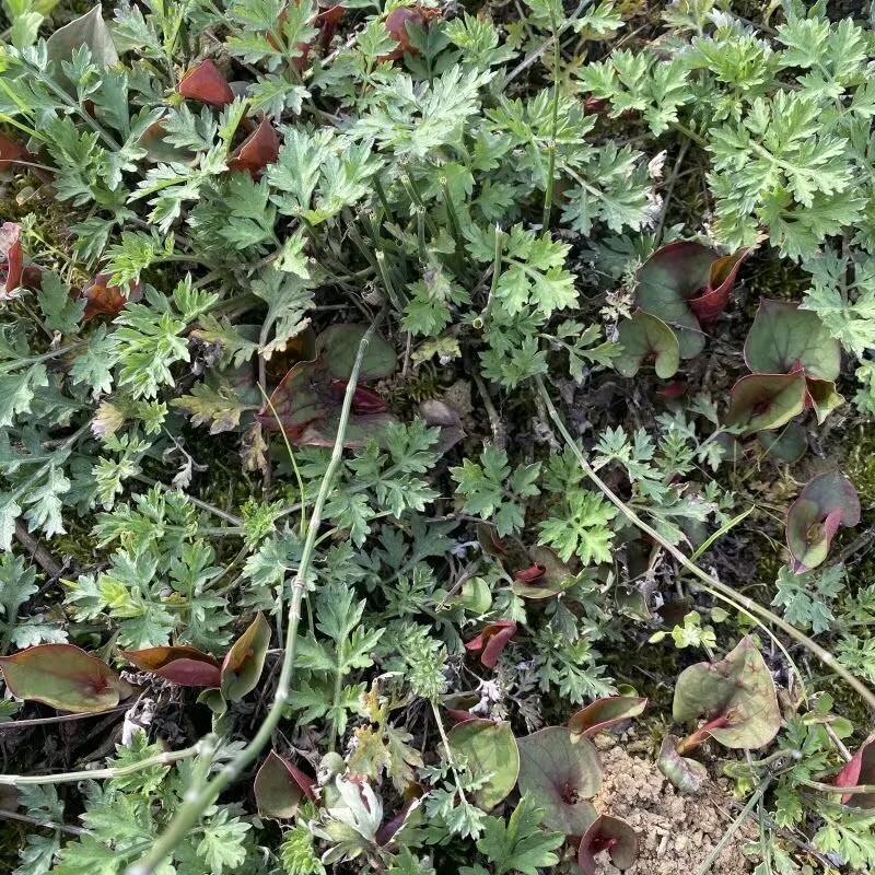 鱼腥草种根苗折耳根种苗节节根基地种植苗现挖现发