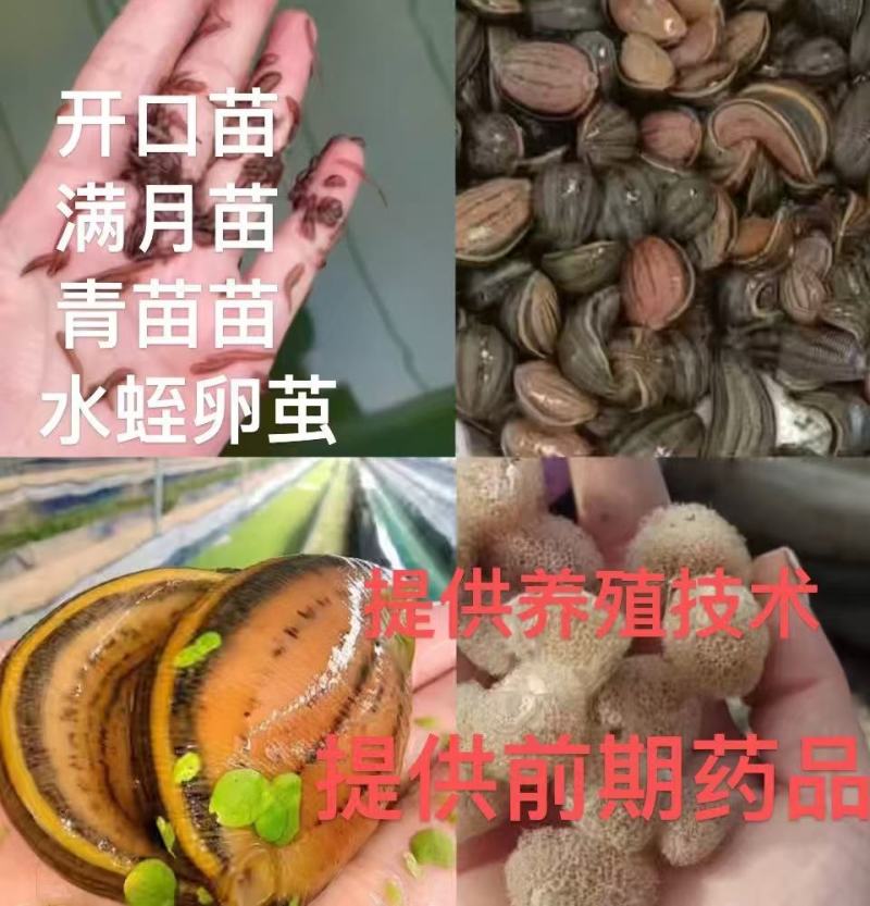 【基地直销】宽体金线蛭水蛭苗包技术包回收支持视频看货