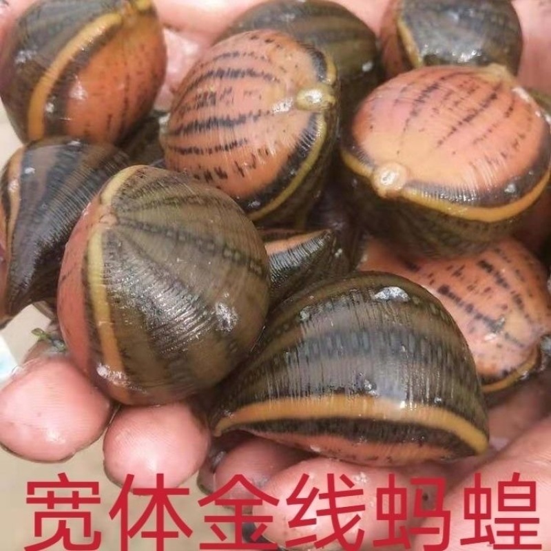 【基地直销】宽体金线蛭水蛭苗包技术包回收支持视频看货