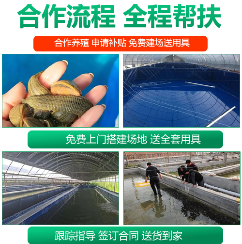 【基地直销】宽体金线蛭水蛭苗包技术包回收支持视频看货
