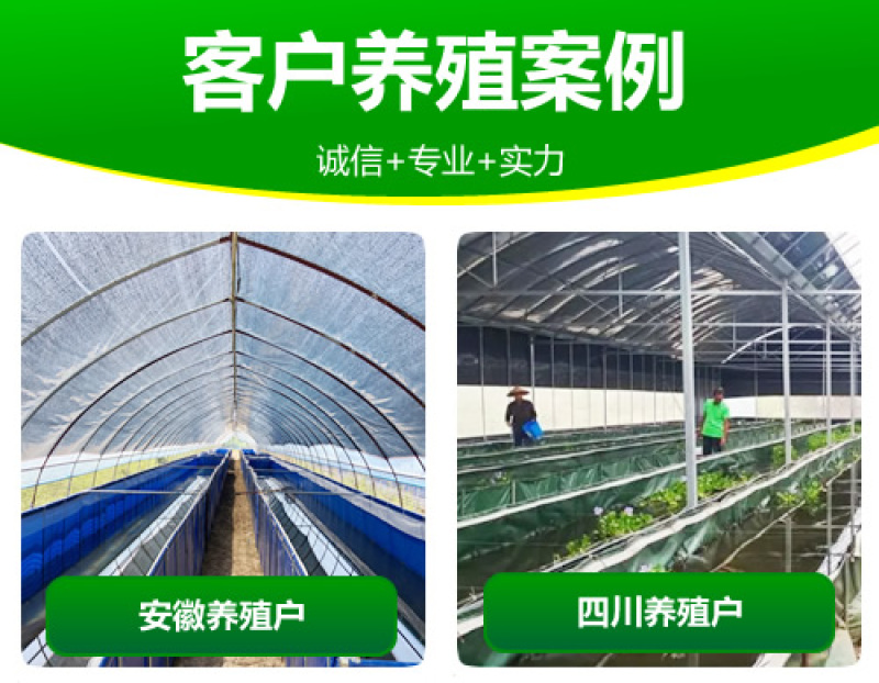 【基地直销】宽体金线蛭水蛭苗包技术包回收支持视频看货