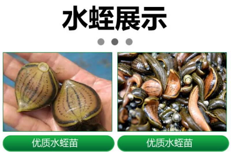 【基地直销】宽体金线蛭水蛭苗包技术包回收支持视频看货