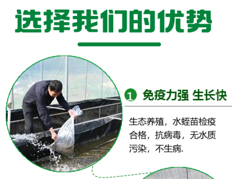 【基地直销】宽体金线蛭水蛭苗包技术包回收支持视频看货