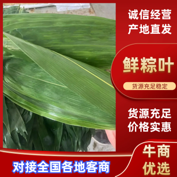 鲜粽叶粽叶基地直发供应各大市场电商商超欢迎咨询
