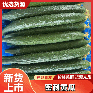 【精选黄瓜】密刺黄瓜-产地支付-可大量对接商超市