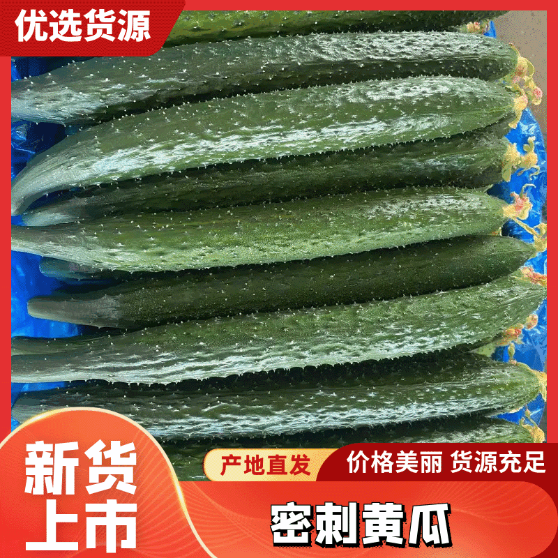 【精选黄瓜】密刺黄瓜-产地支付-可大量对接商超市