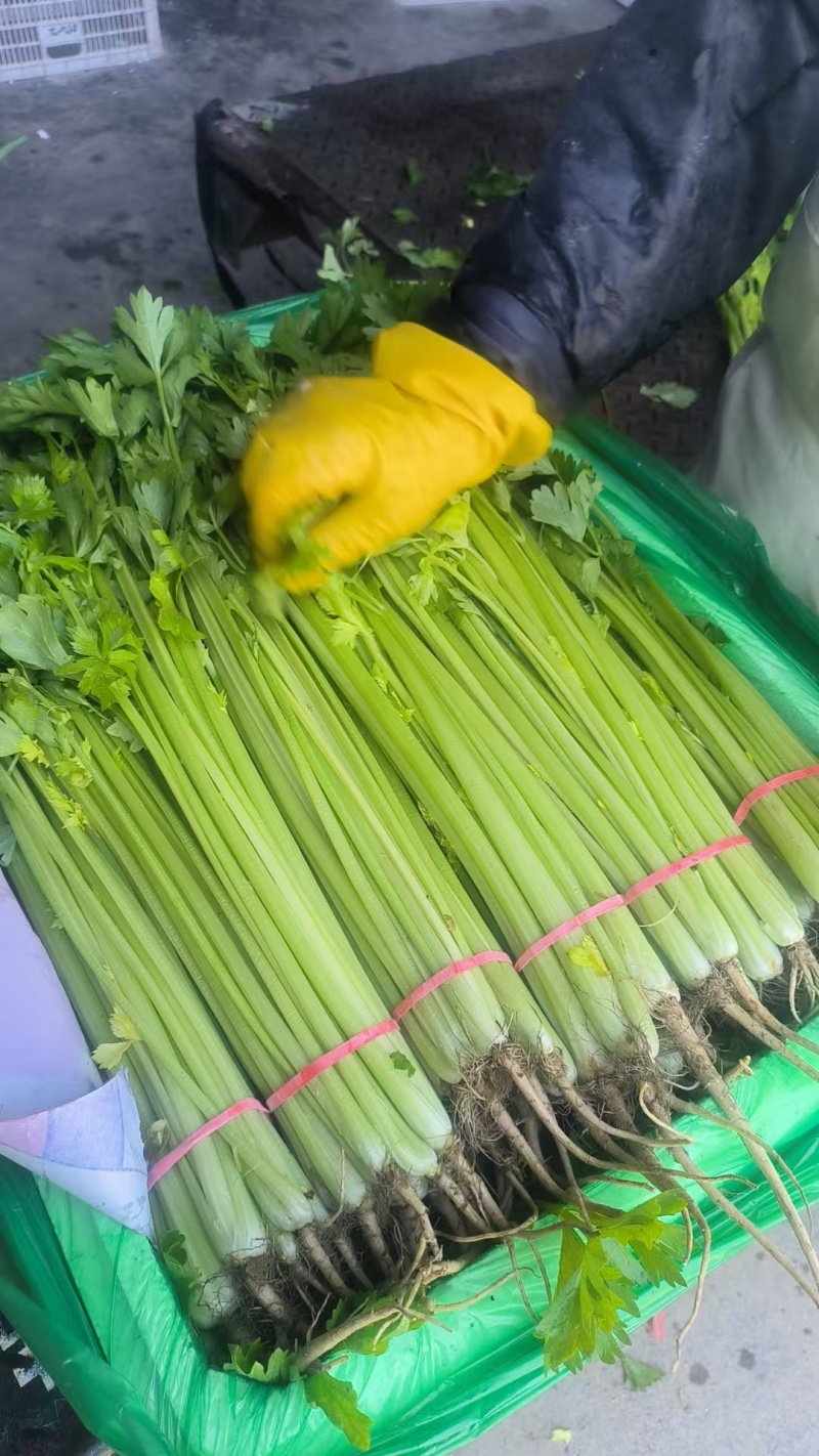 精品小香芹大量上市，全国发货，量大从优，欢迎致电