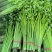 精品小香芹大量上市，全国发货，量大从优，欢迎致电