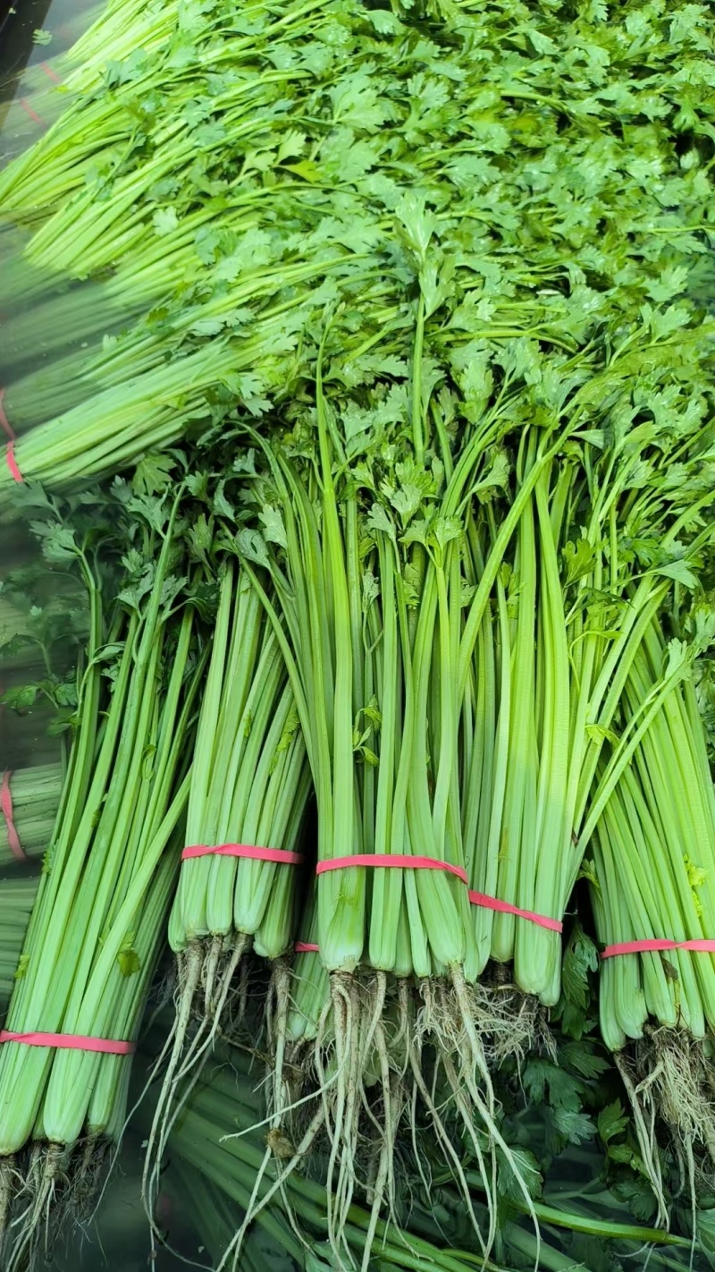 精品小香芹大量上市，全国发货，量大从优，欢迎致电