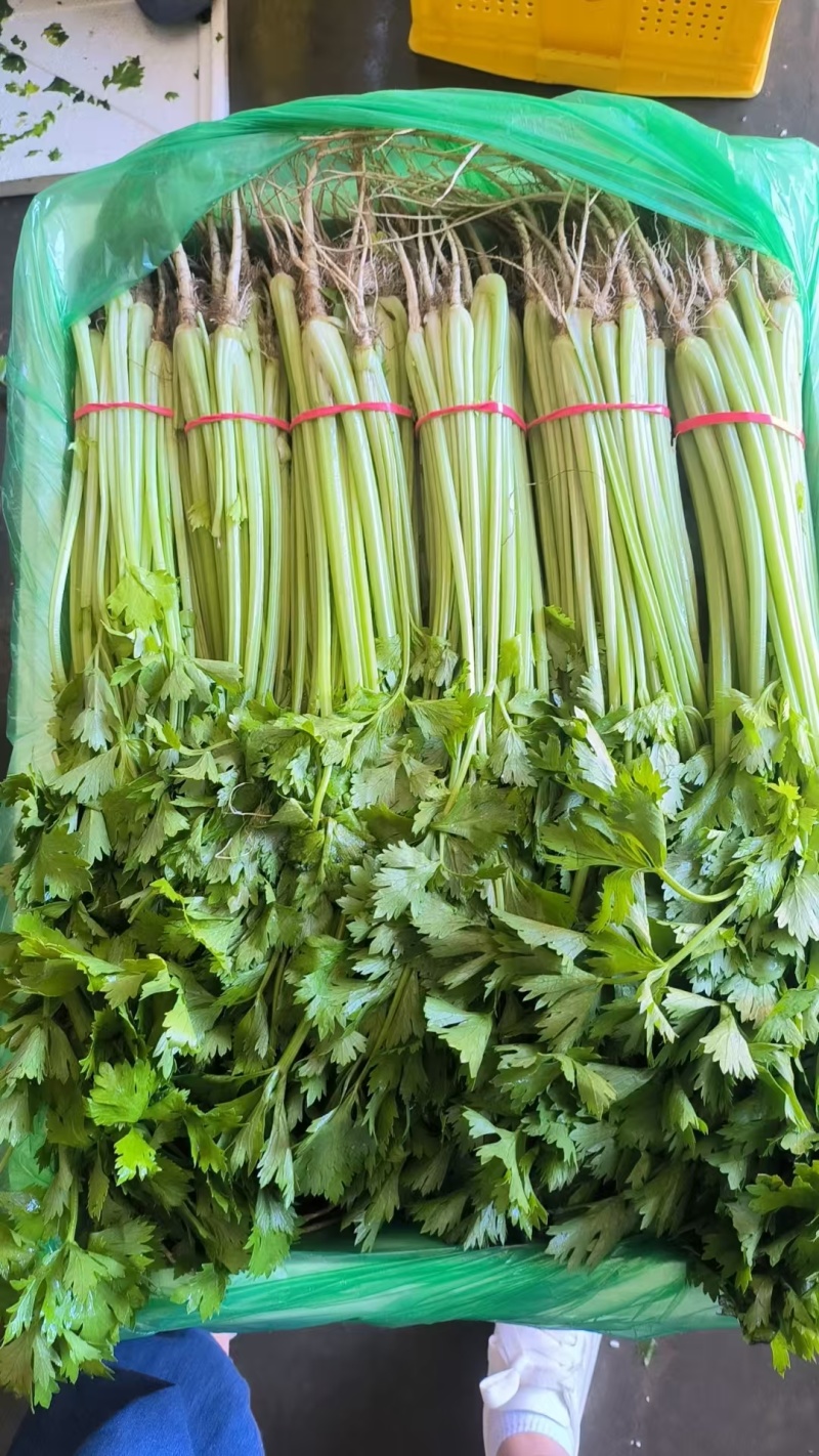 精品小香芹大量上市，全国发货，量大从优，欢迎致电