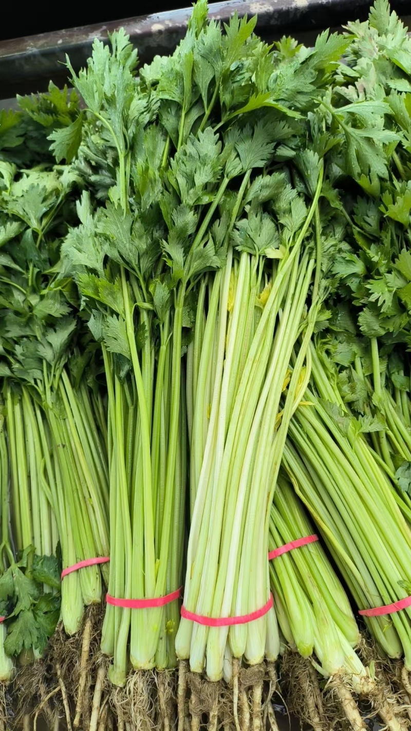 精品小香芹大量上市，全国发货，量大从优，欢迎致电