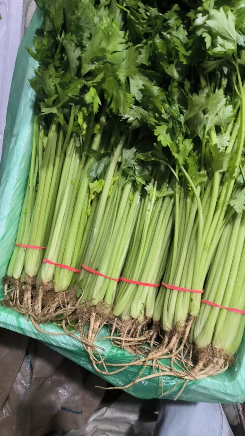 精品小香芹大量上市，全国发货，量大从优，欢迎致电