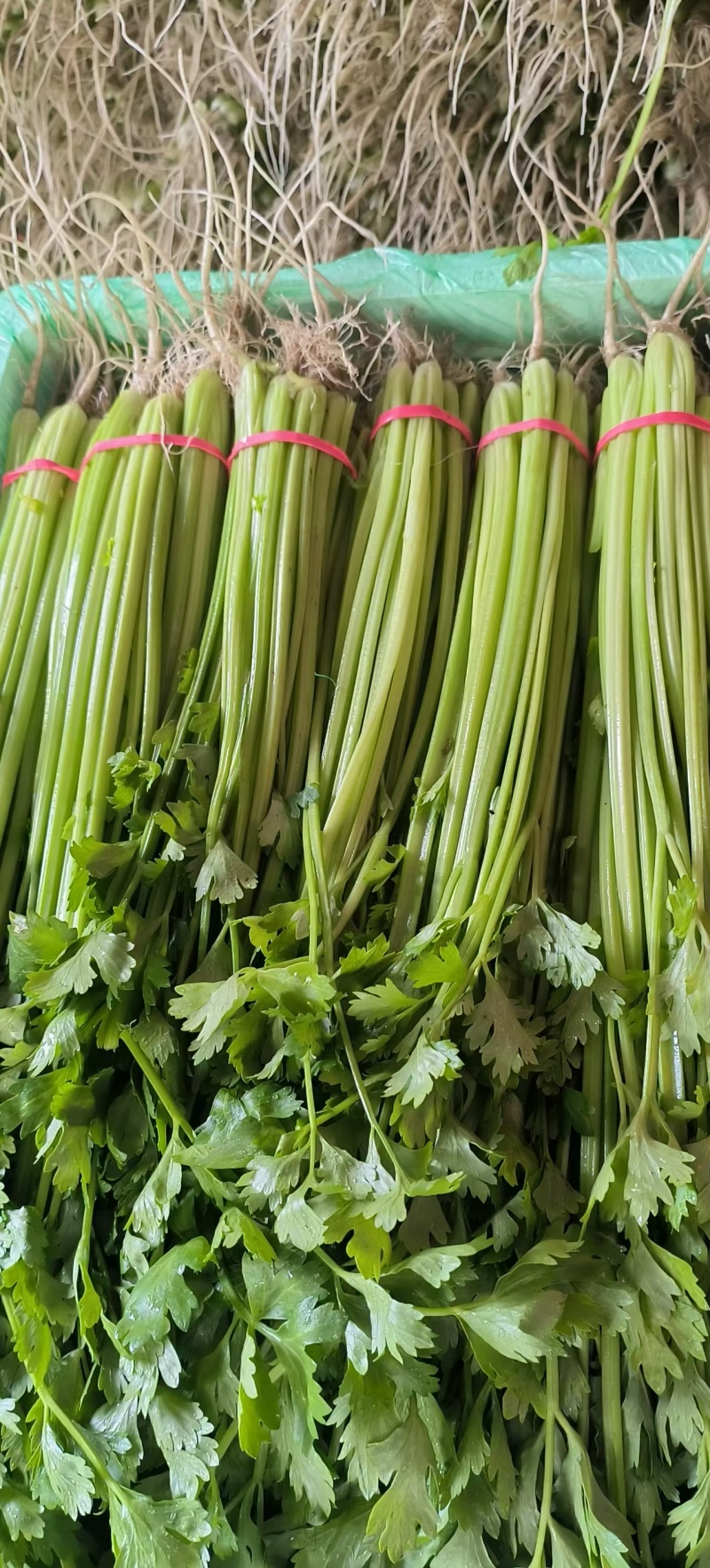 精品小香芹大量上市，全国发货，量大从优，欢迎致电