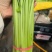 精品小香芹大量上市，全国发货，量大从优，欢迎致电