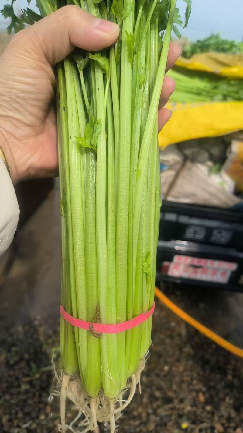 精品小香芹大量上市，全国发货，量大从优，欢迎致电