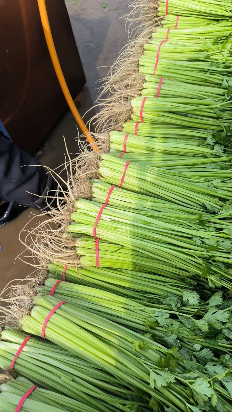 精品小香芹大量上市，全国发货，量大从优，欢迎致电