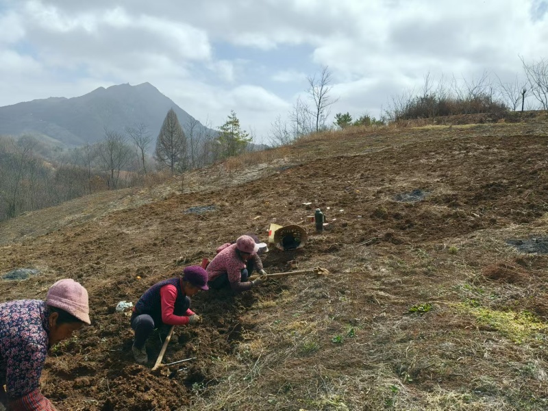 优质党参苗基地直发，规格齐全，诚信经营代发全国
