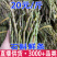 铁皮石斛鲜条石斛鲜条霍山石斛鲜条云南石斛鲜条产地货