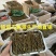 铁皮石斛条霍山石斛铁皮枫斗干条寸胶质米斛条胶质大货批发5