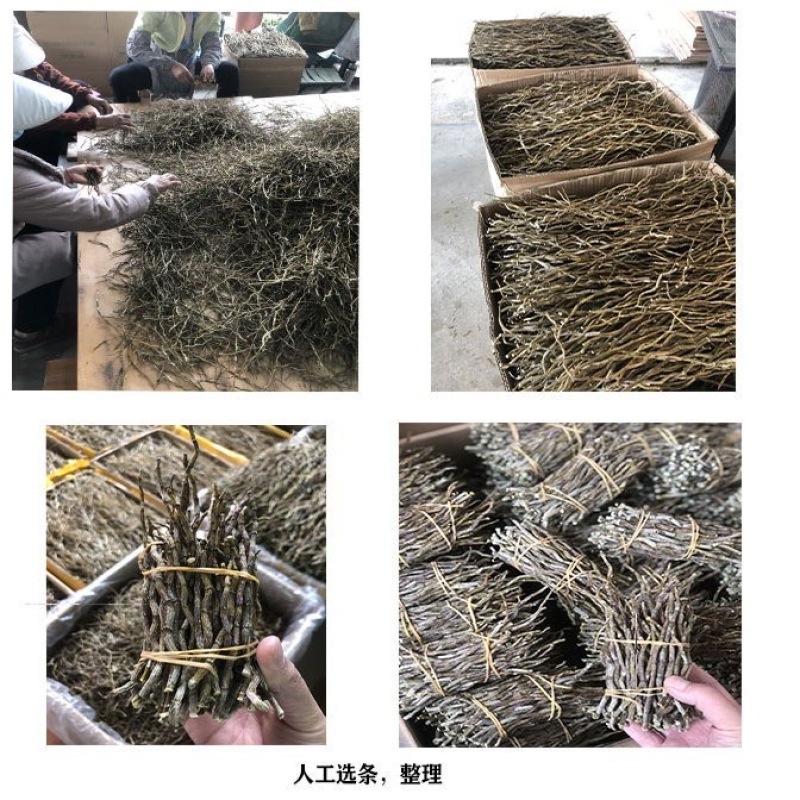 铁皮石斛条霍山石斛铁皮枫斗干条寸胶质米斛条胶质大货批发5