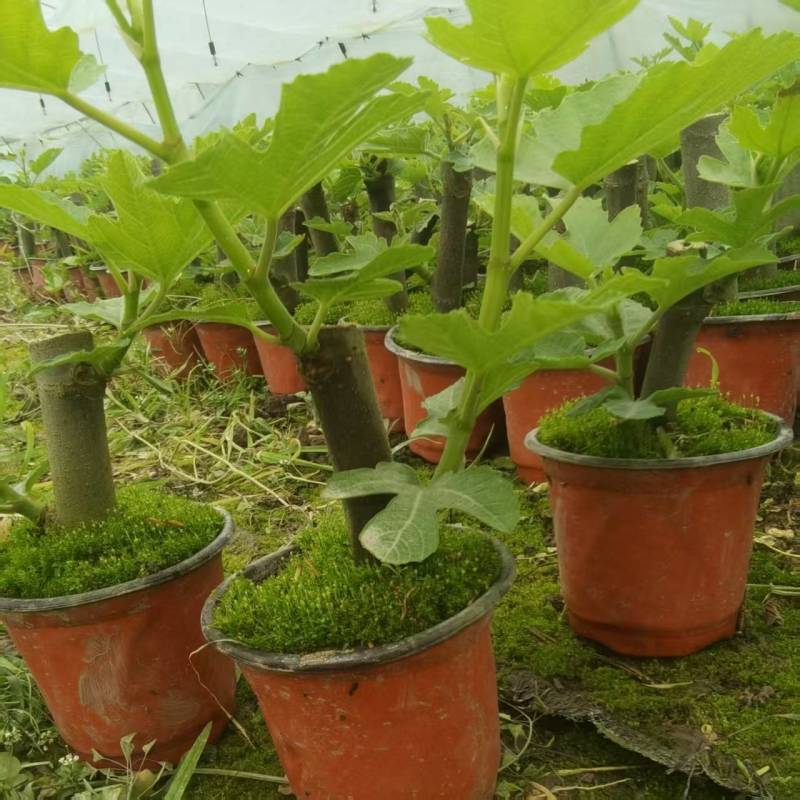 波姬红无花果苗精品发货当年挂果，成活率高，可视频看货