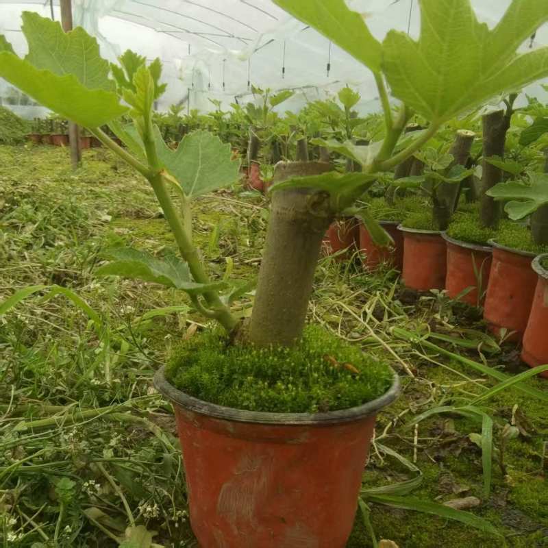 波姬红无花果苗精品发货当年挂果，成活率高，可视频看货