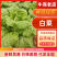 白菜贵州黄心白菜产地直发品质保障对接全国商超市场等
