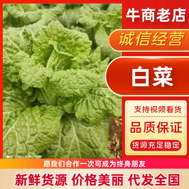 白菜贵州黄心白菜产地直发品质保障对接全国商超市场等