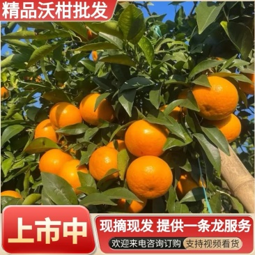 【精品沃柑】四川柑桔/四川沃柑/基地代发全国/现摘现发