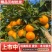 【精品沃柑】四川柑桔/四川沃柑/基地代发全国/现摘现发