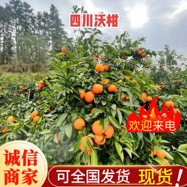 《四川沃柑》四川柑桔/鲜果现货/随到随装/全国发货一条龙