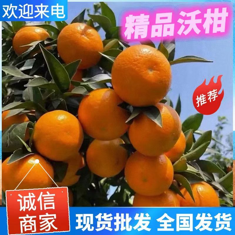 《沃柑》四川柑桔/现摘现发/质量好价格便宜/全国发货