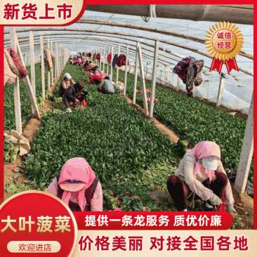 山东惠民万亩优质菠菜保质保量，规格齐全，代发全国