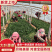 山东惠民万亩优质菠菜保质保量，规格齐全，代发全国